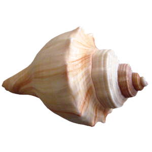 Seashell PNG-37132